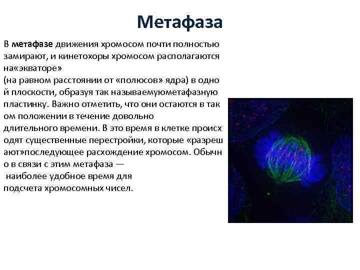 В метафазе митоза хромосомы