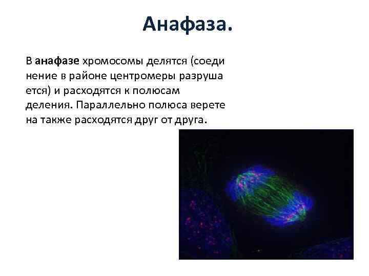 Анафаза. В анафазе хромосомы делятся (соеди нение в районе центромеры разруша ется) и расходятся