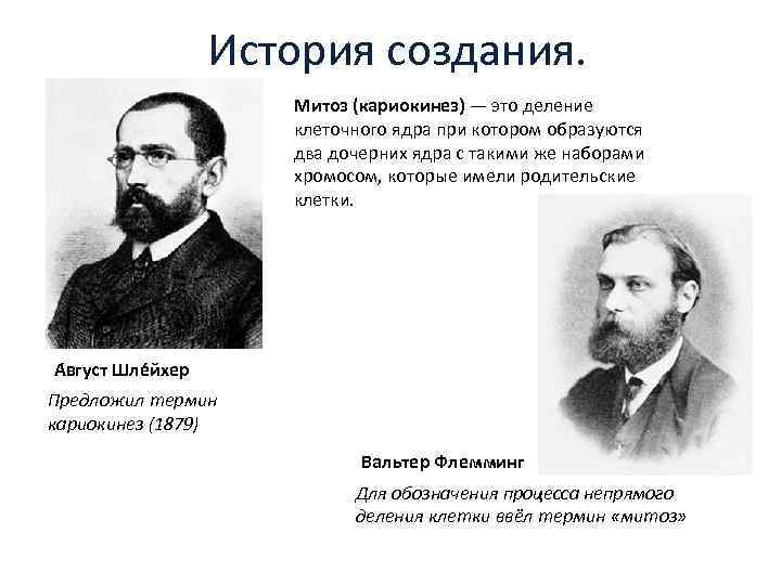 История создания. Митоз (кариокинез) — это деление клеточного ядра при котором образуются два дочерних