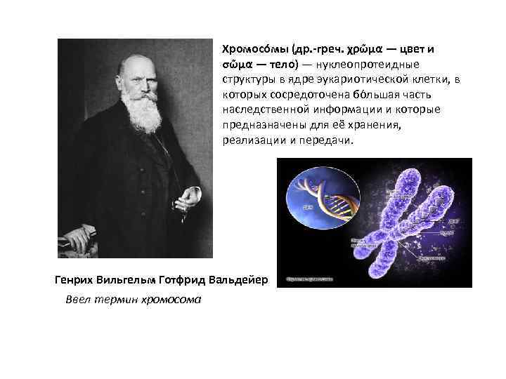 Хромосо мы (др. -греч. χρῶμα — цвет и σῶμα — тело) — нуклеопротеидные структуры