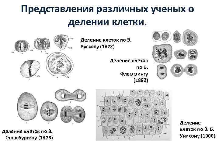 Деление клеток нить. Деление клеток по э. руссову (1872). Деление клеток по э. Страсбургеру (1875). Деление клеток по в. Флеммингу (1882). Представления о делении клетки обобщили ученые.