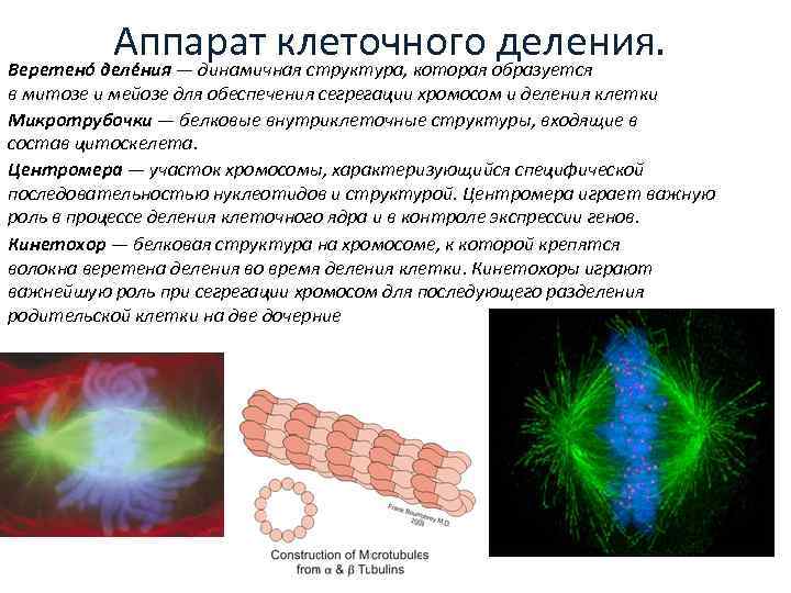 Аппарат клеточного деления. Веретено деле ния — динамичная структура, которая образуется в митозе и