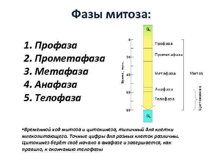 Фазы митоза: 1. Профаза 2. Прометафаза 3. Метафаза 4. Анафаза 5. Телофаза • Временной