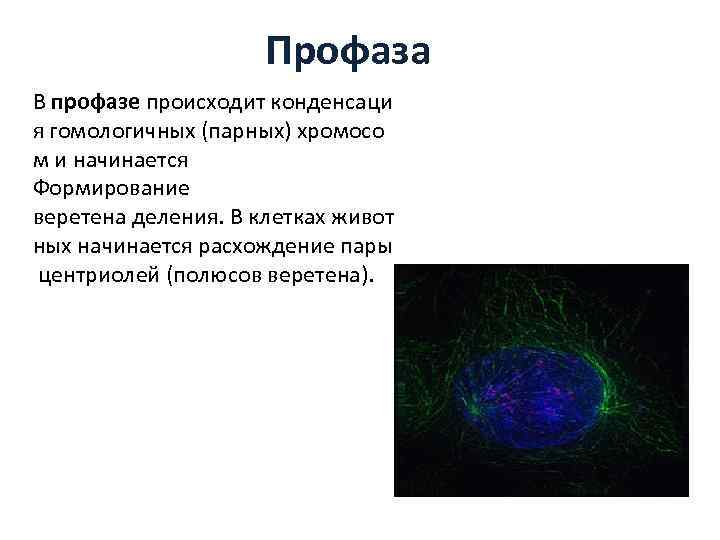 Профаза В профазе происходит конденсаци я гомологичных (парных) хромосо м и начинается Формирование веретена
