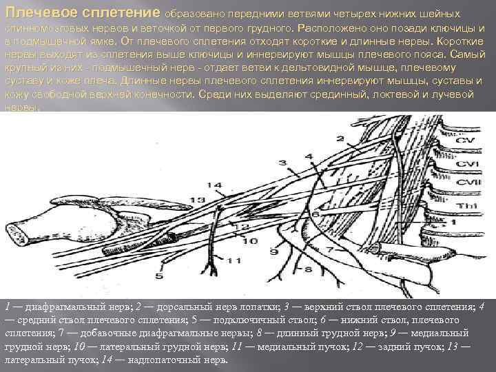 Нервы медиального пучка плечевого сплетения