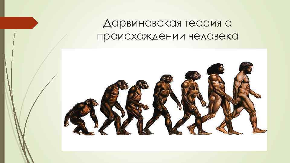 Дарвиновская теория о происхождении человека 