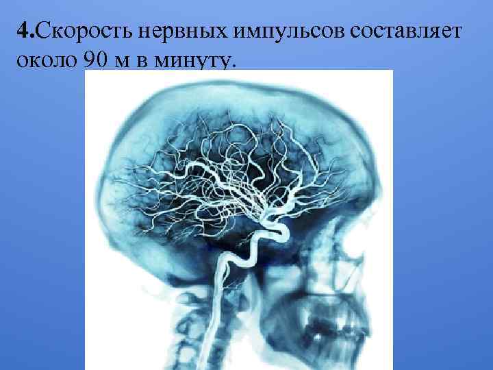 4. Скорость нервных импульсов составляет около 90 м в минуту. 