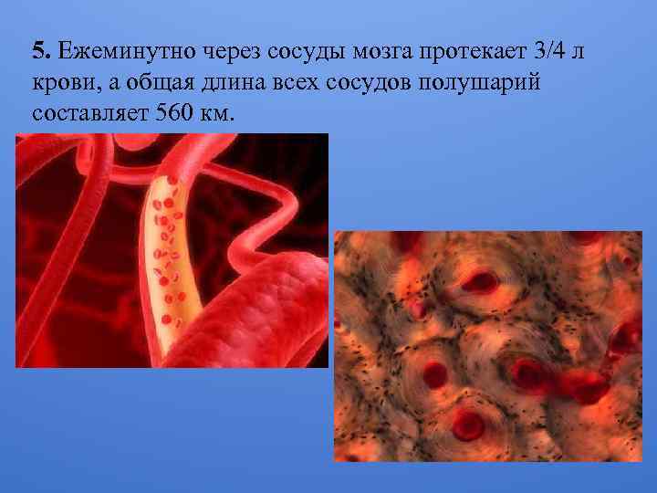 5. Ежеминутно через сосуды мозга протекает 3/4 л крови, а общая длина всех сосудов