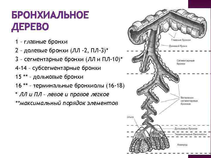 БРОНХИАЛЬНОЕ ДЕРЕВО 1 – главные бронхи 2 – долевые бронхи (ЛЛ -2, ПЛ-3)* 3