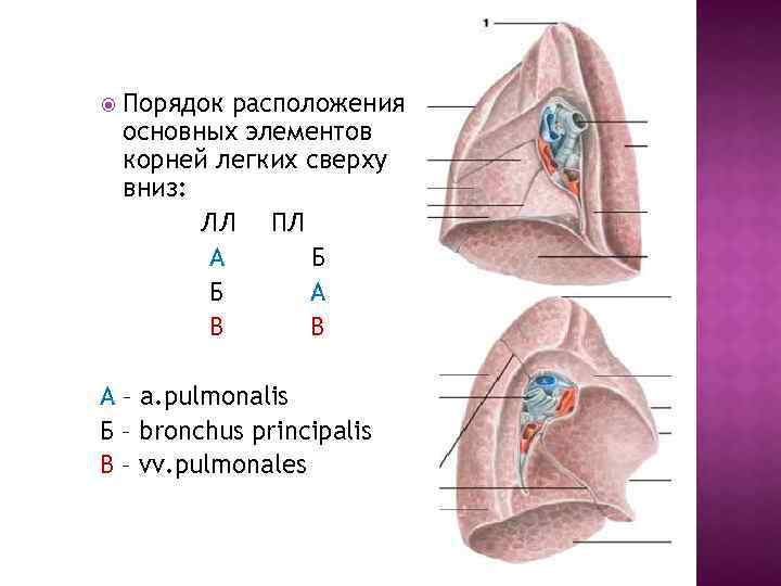 Порядки легкого. Расположение элементов корня легкого. Расположение корней легких. Элементы корней легких. Основные элементы корня легкого.