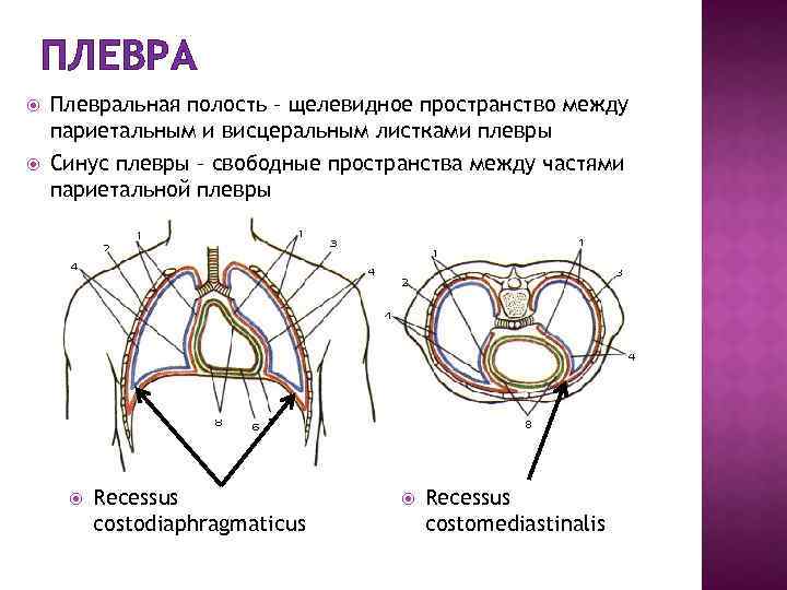 Части париетальной плевры