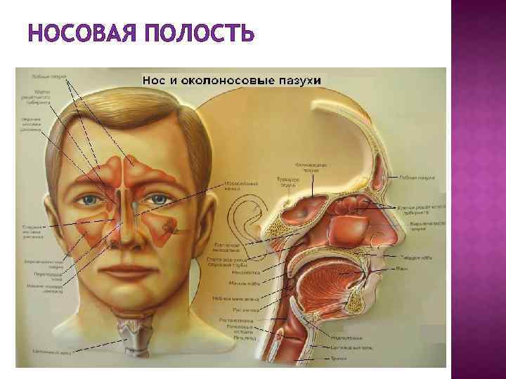 Носовая полость картинки