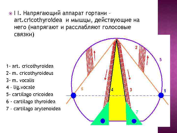  I I. Напрягающий аппарат гортани – art. cricothyroidea и мышцы, действующие на него