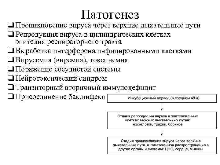 Патогенез q Проникновение вируса через верхние дыхательные пути q Репродукция вируса в цилиндрических клетках