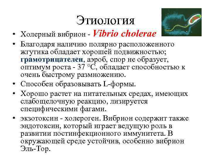 Этиология • Холерный вибрион - Vibrio cholerae • Благодаря наличию полярно расположенного жгутика обладает