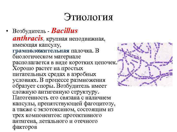 Этиология • Возбудитель - Васillus anthracis, крупная неподвижная, имеющая капсулу, грамположительная палочка. В биологическом