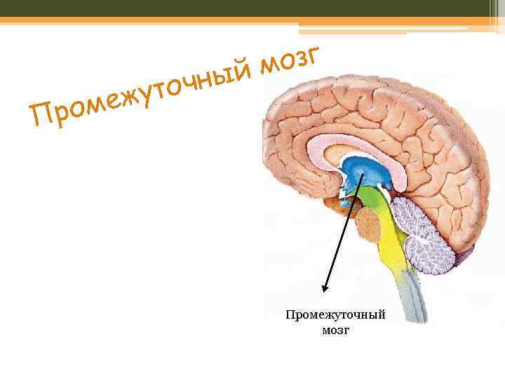 меж Про чны уто озг йм Промежуточный мозг 