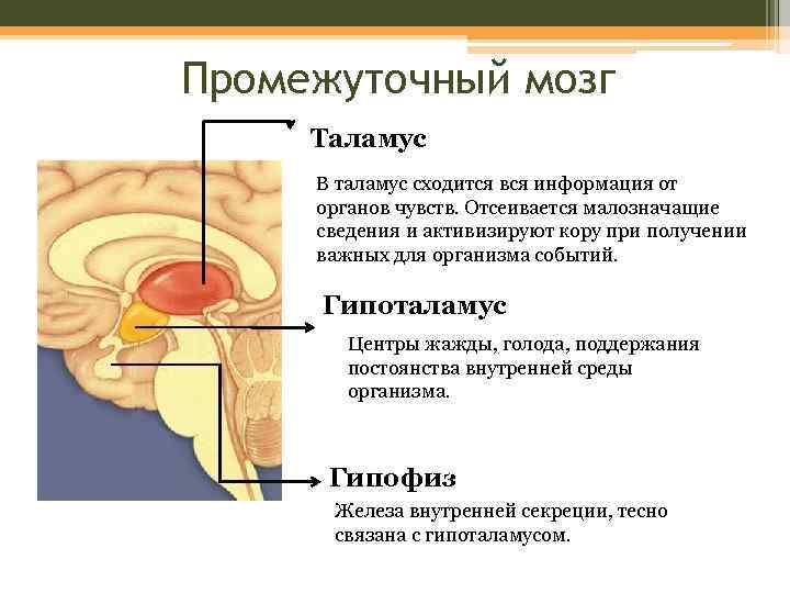 Промежуточный мозг Таламус В таламус сходится вся информация от органов чувств. Отсеивается малозначащие сведения