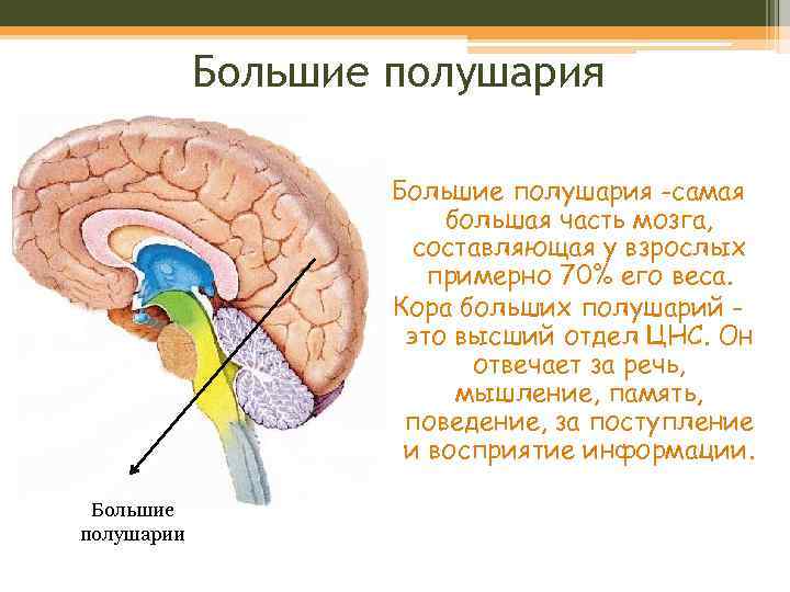 Большие полушария -самая большая часть мозга, составляющая у взрослых примерно 70% его веса. Кора