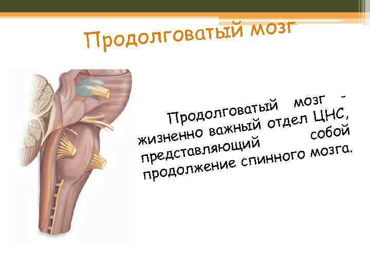 ватый мозг Продолго мозг говатый л ЦНС, Продол й отде ы но важн собой