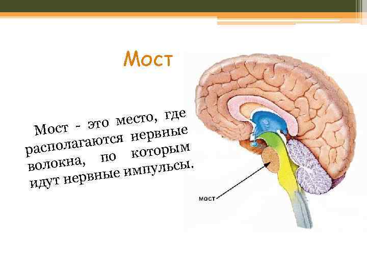 Мост есто, где т - это м рвные Мос аются не располаг которым на,