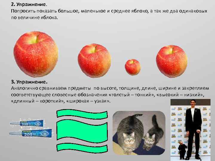 2. Упражнение. Попросить показать большое, маленькое и среднее яблоко, а так же два одинаковых