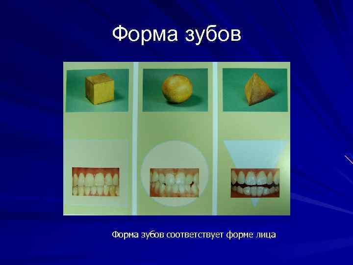 Форма зубов соответствует форме лица 