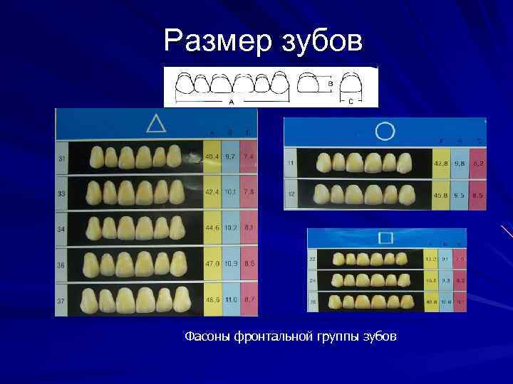 Размер зубов Фасоны фронтальной группы зубов 