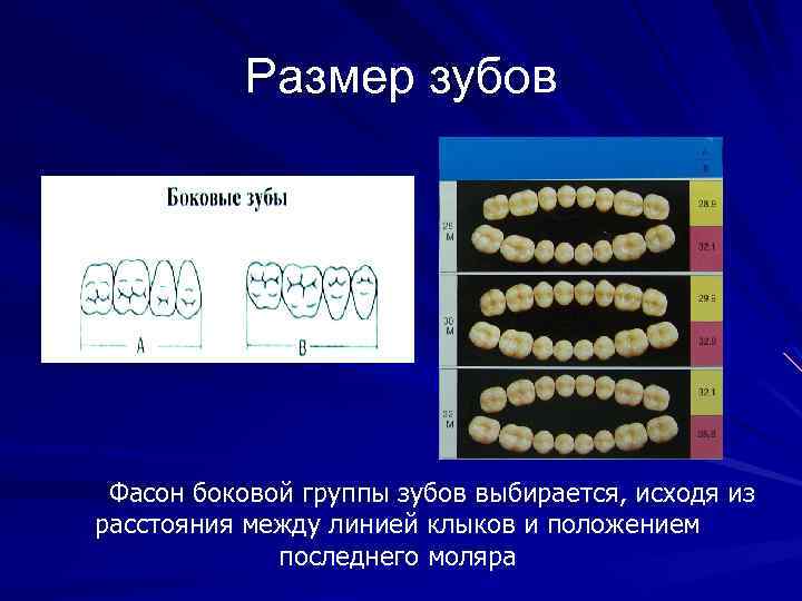 Размер зубов Фасон боковой группы зубов выбирается, исходя из расстояния между линией клыков и