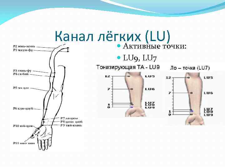 Канал лёгких (LU) Активные точки: LU 9, LU 7 