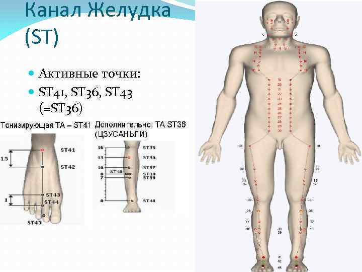 Канал Желудка (ST) Активные точки: ST 41, ST 36, ST 43 (=ST 36) 