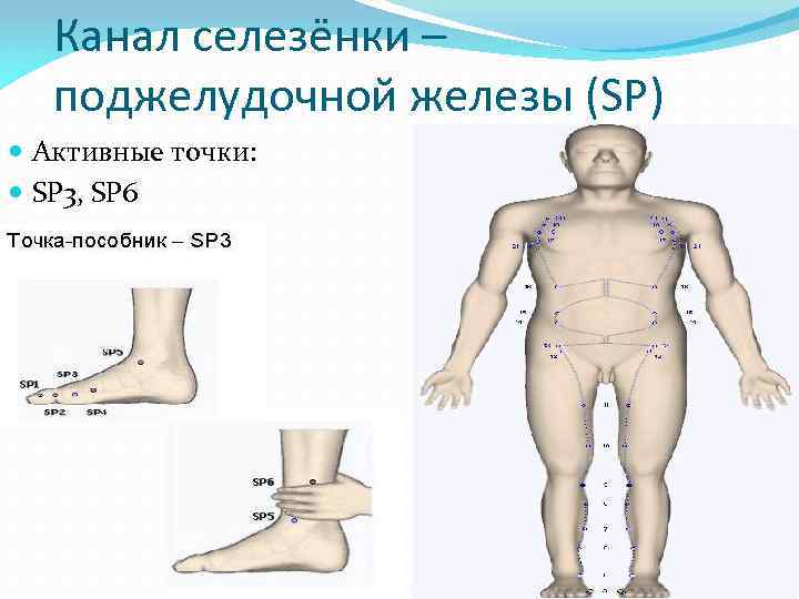 Канал селезёнки – поджелудочной железы (SP) Активные точки: SP 3, SP 6 