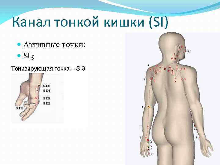 Канал тонкой кишки (SI) Активные точки: SI 3 