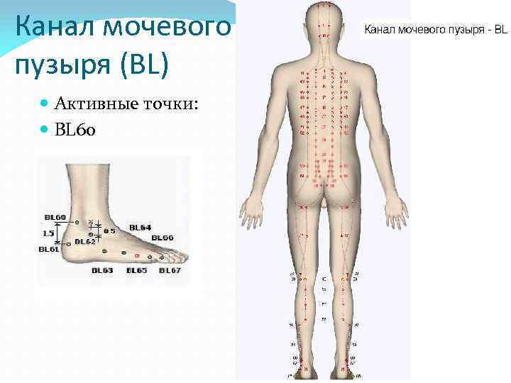 Канал мочевого пузыря (BL) Активные точки: BL 60 