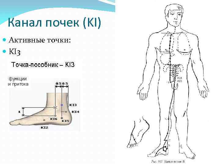 Канал почек (KI) Активные точки: KI 3 