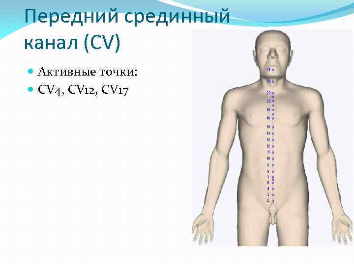 Передний срединный канал (CV) Активные точки: CV 4, CV 12, CV 17 