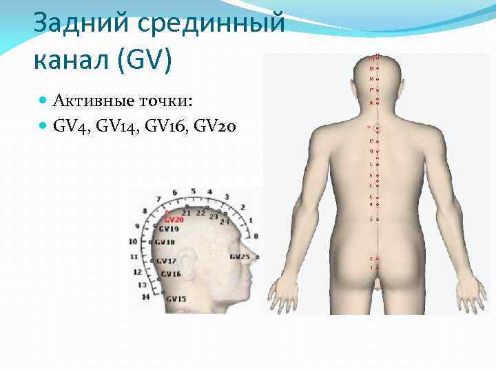 Задний срединный канал (GV) Активные точки: GV 4, GV 16, GV 20 