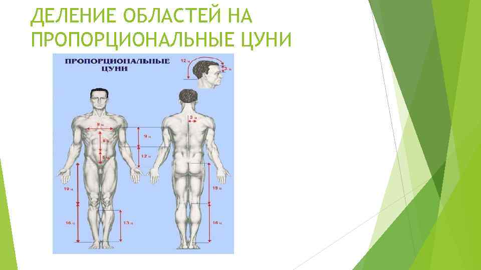 ДЕЛЕНИЕ ОБЛАСТЕЙ НА ПРОПОРЦИОНАЛЬНЫЕ ЦУНИ 