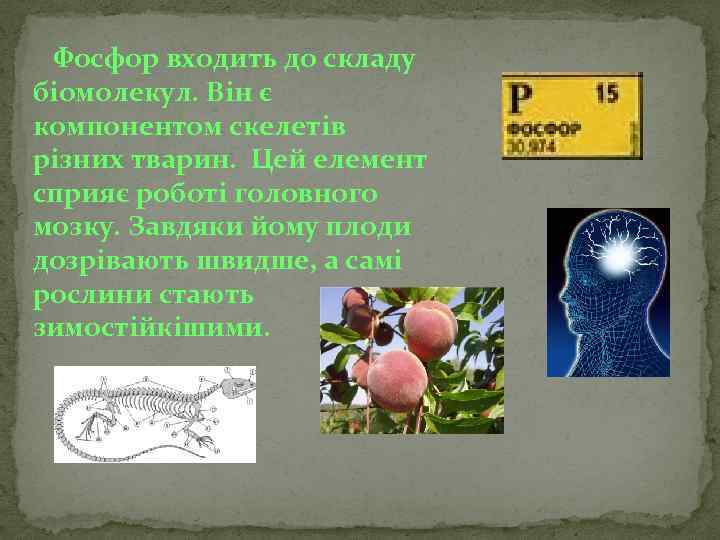 Фосфор входить до складу біомолекул. Він є компонентом скелетів різних тварин. Цей елемент сприяє