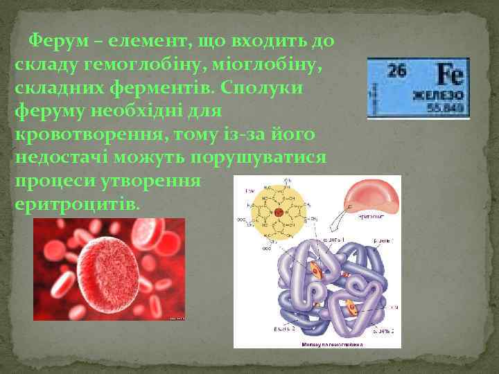 Ферум – елемент, що входить до складу гемоглобіну, міоглобіну, складних ферментів. Сполуки феруму необхідні