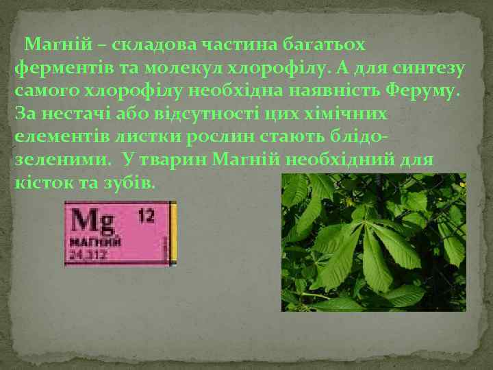 Магній – складова частина багатьох ферментів та молекул хлорофілу. А для синтезу самого хлорофілу