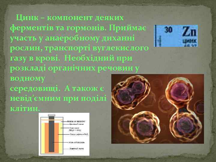 Цинк – компонент деяких ферментів та гормонів. Приймає участь у анаеробному диханні рослин, транспорті