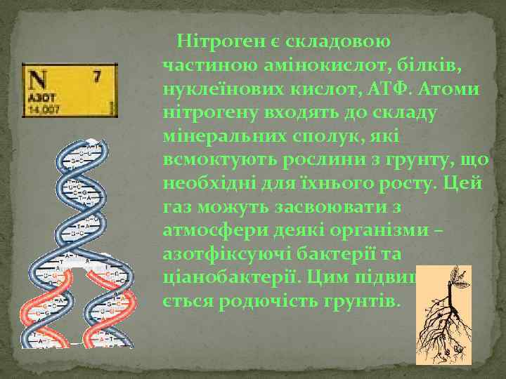 Нітроген є складовою частиною амінокислот, білків, нуклеїнових кислот, АТФ. Атоми нітрогену входять до складу