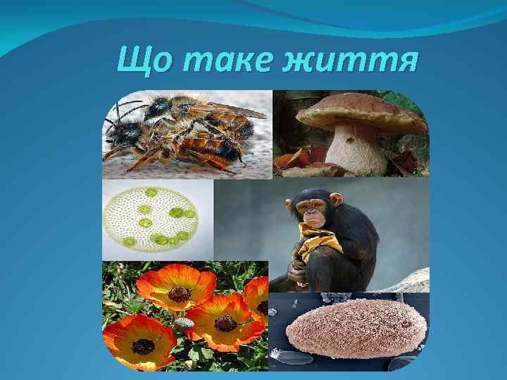 Що таке життя 