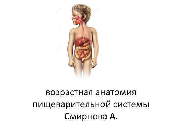 возрастная анатомия пищеварительной системы Смирнова А. 
