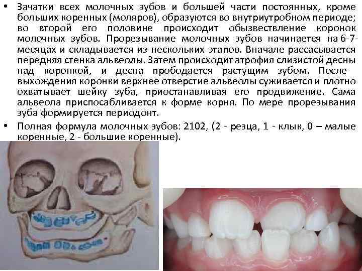  • Зачатки всех молочных зубов и большей части постоянных, кроме больших коренных (моляров),