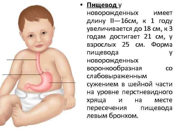  • Пищевод у новорожденных имеет длину II— 16 см, к 1 году увеличивается