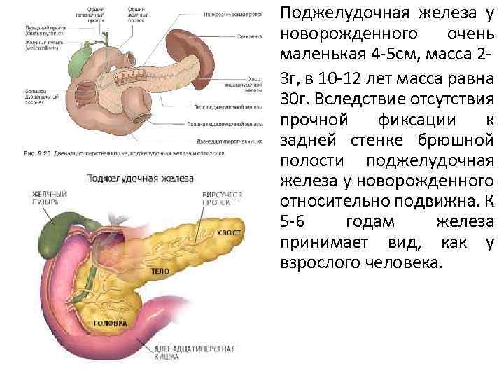  • Поджелудочная железа у новорожденного очень маленькая 4 -5 см, масса 2 •