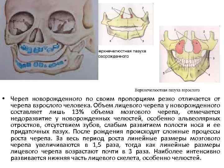  • Череп новорожденного по своим пропорциям резко отличается от черепа взрослого человека. Объем