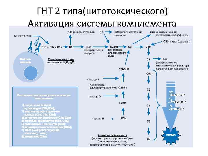 ГНТ 2 типа(цитотоксического) Активация системы комплемента 